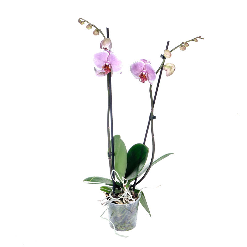 Орхидея Фаленопсис Адам 2 ствола