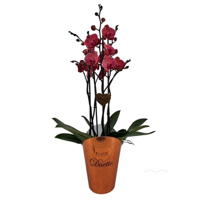 Орхидея Фаленопсис Азиан Корал 3 ствола