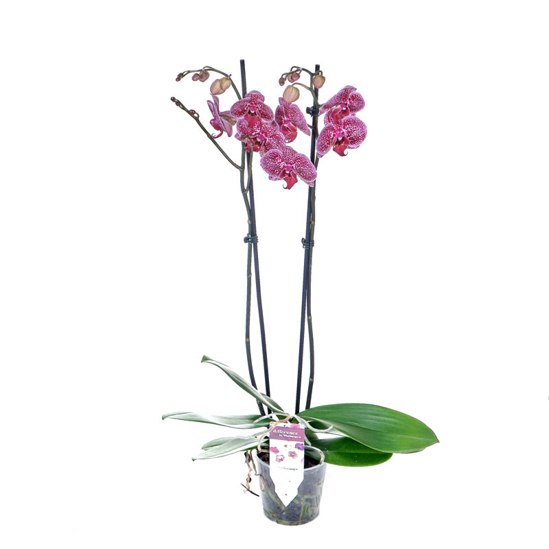 Орхидея Фаленопсис Анастасия 2 ствола_0