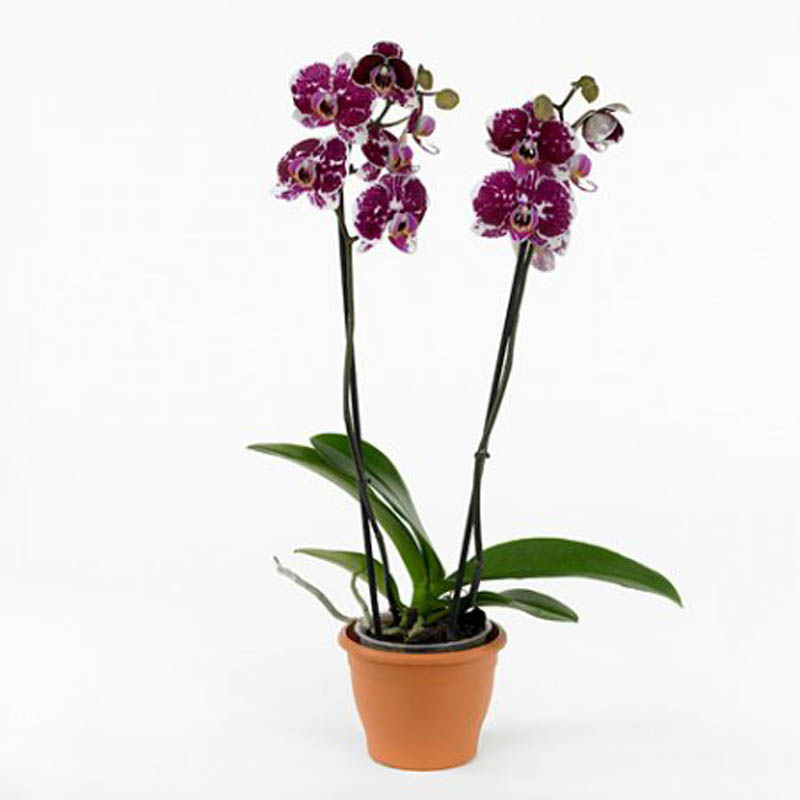 Орхидея Фаленопсис Арлекин 2 ствола