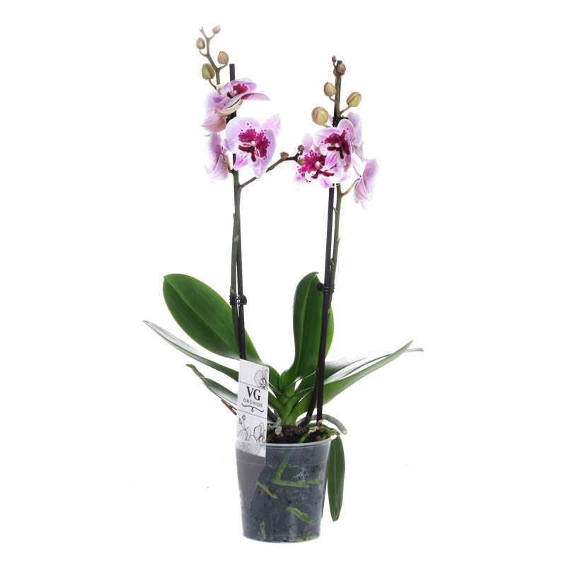 Орхидея Фаленопсис Биг Лип Алладин 2 ствола