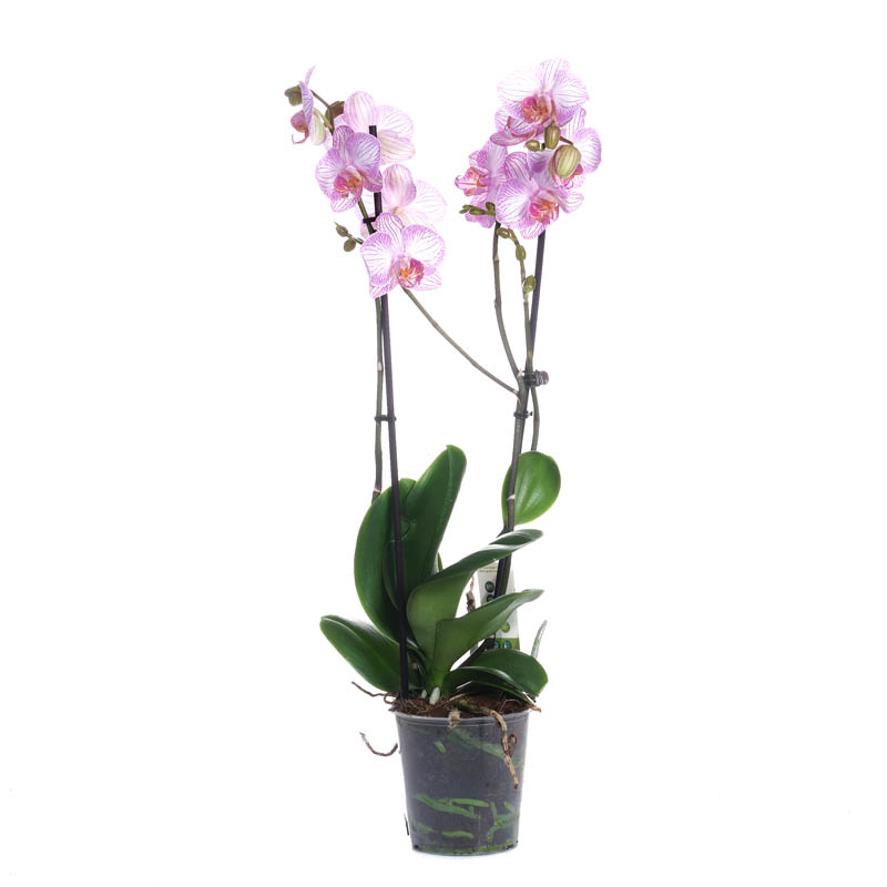 Орхидея Фаленопсис Биг Лип Роял Тайни Кизз 2 ствола