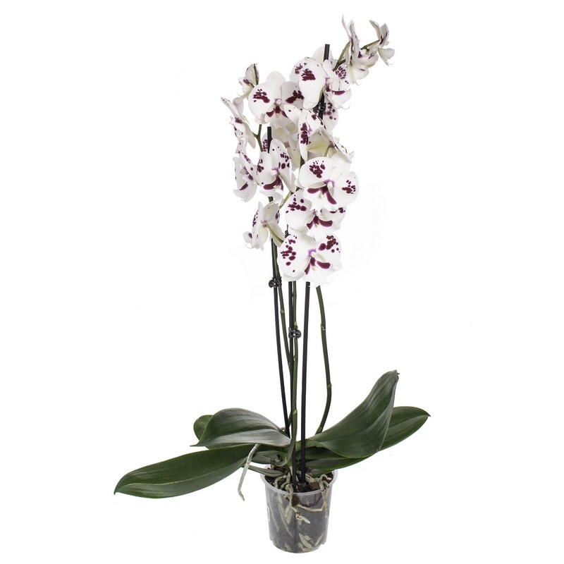 Орхидея Фаленопсис Биг Лип Спарклинг Кизз 2 ствола