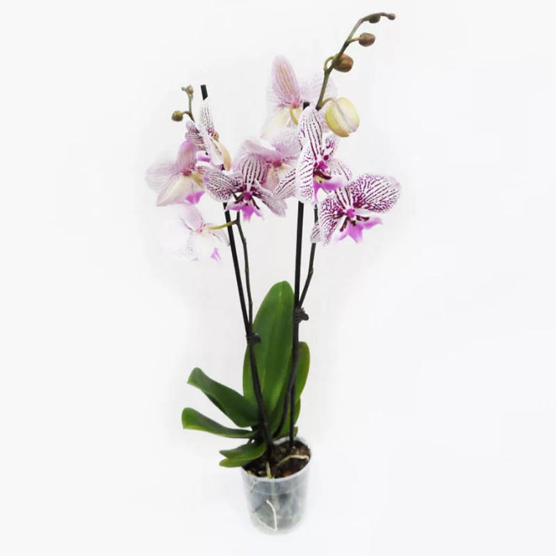 Орхидея Фаленопсис Биг Лип Спешл 2 ствола