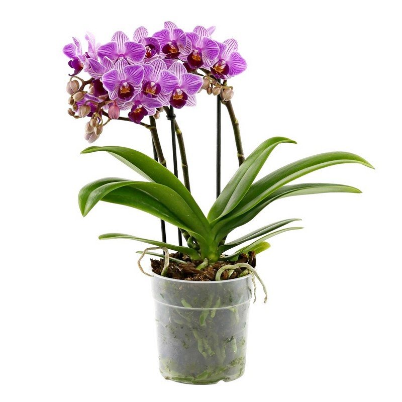 Орхидея Фаленопсис Букет Дилайт 3-5 стволов
