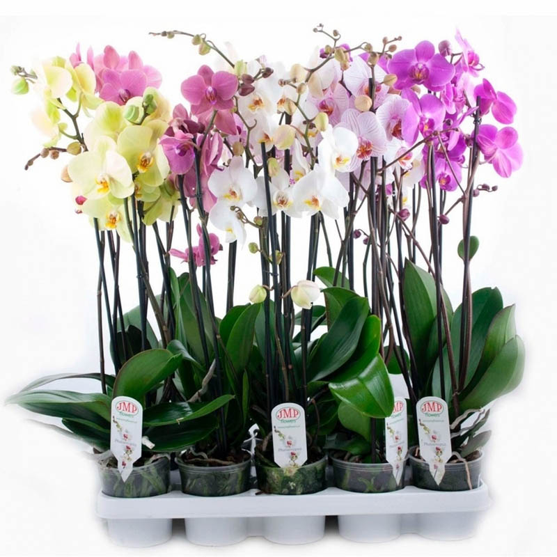 Орхидея Фаленопсис Букет Микс 3-5 стволов