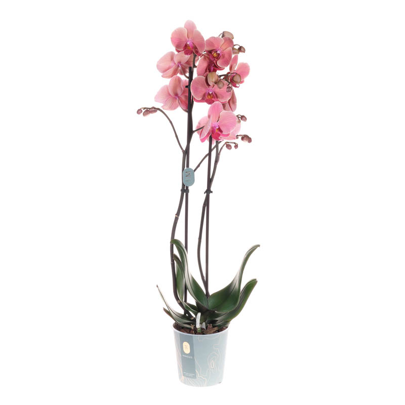 Орхидея Фаленопсис Нарбонне 2 ствола