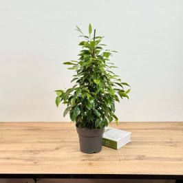 Фикус Бенджамина Анастасия D:17CM H:70CM