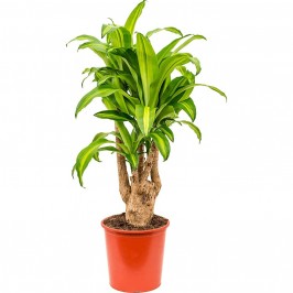 Драцена Фрагранс Массанжеана разветвленная D:23см H:90см