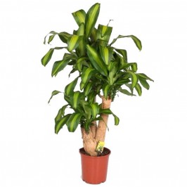 Драцена Фрагранс Массанжеана разветвленная D:27см H:120см
