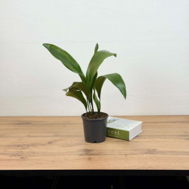 Аспидистра Элатиор D:12см