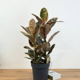 Фикус Эластика Белиз 3 ствола D:27СМ H:100СМ