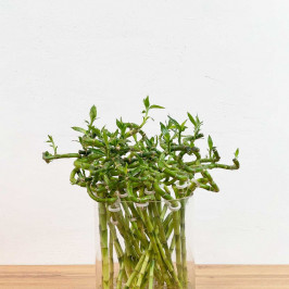 Бамбук лаки спираль в пробирке H:40см