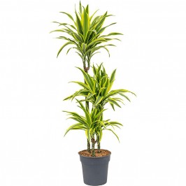 Драцена Фрагранс Лемон Лайм 3 ствола D:21см H:95см