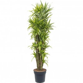 Драцена Фрагранс Лемон Лайм разветвленная D:35см H:170см