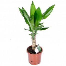Драцена фрагранс Стеуднери 1 ствол D:12см