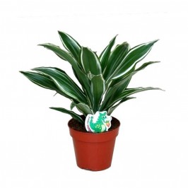 Драцена фрагранс Уайт Джевел D:12см