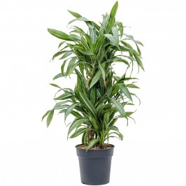 Драцена фрагранс Улиссус разветвленная D:23см H:100см