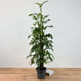 Монстера Минима моссток D:19см H:85см