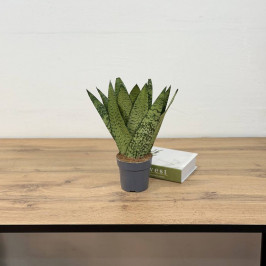 Сансевиерия Зейланика веер D:12см H40