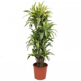 Драцена Фрагранс Лемон Лайм 4 ствола D:27см H:150см