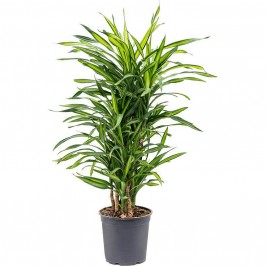 Драцена Фрагранс Рики разветвленная D:23см H:115см