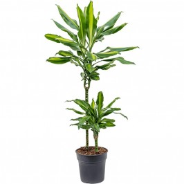 Драцена фрагранс Чинто 2 ствола D:19см H:80см