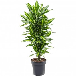 Драцена фрагранс Чинто разветвленная D:27см H:120см