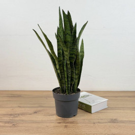 Сансевиерия Зейланика (Щучий хвост) D:19см H:70