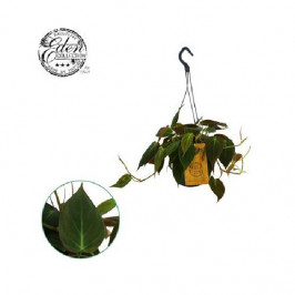 Филодендрон Сканденс Миканс D:15см