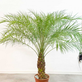 Финик Робелини (Финиковая пальма) D:27см H:150см
