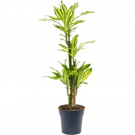 Драцена Фрагранс Сол карусель D:21см H:100см