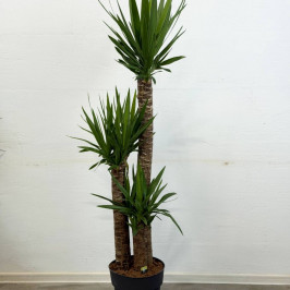 Юкка 3 ствола D:27см H:170см