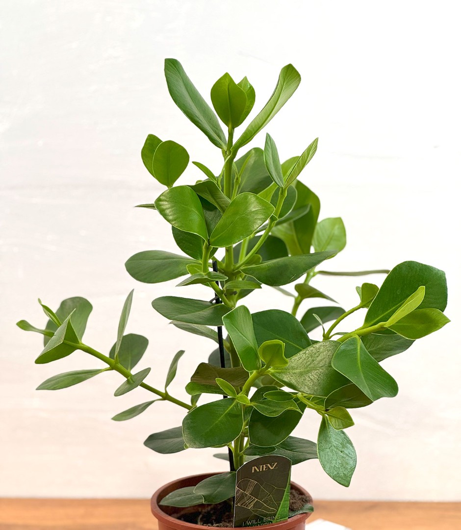 kluziya-rosea-princ-17-50-4_3