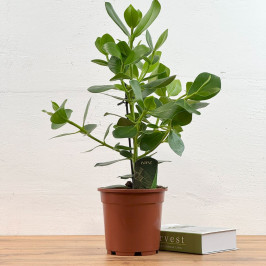 Клузия росеа Принцесс D:17см H:50см