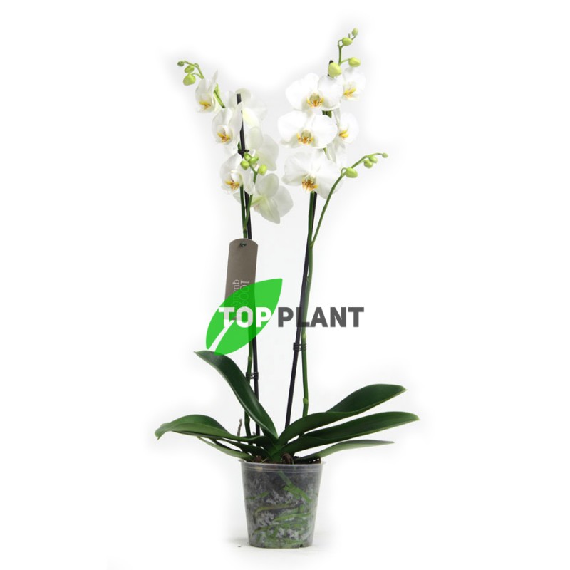 Орхидея Фаленопсис Белый 2 ствола_0