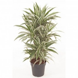 Драцена фрагранс Уайт Страйп разветвленная D:27см H:100см