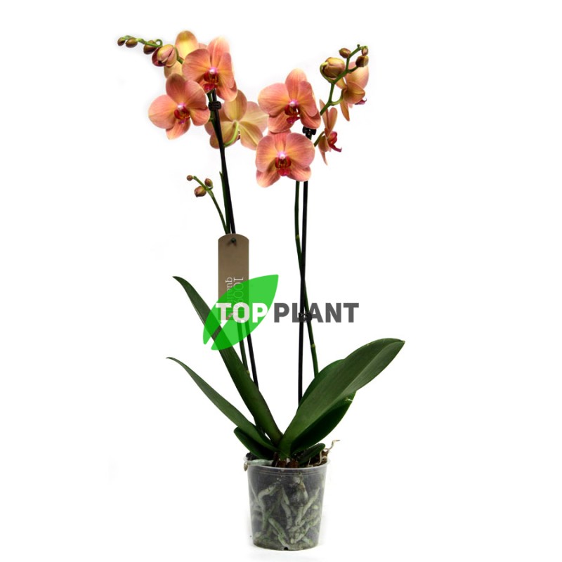Орхидея Фаленопсис Марианна 2 ствола 