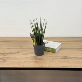 Сансевиерия Фернвуд D:12см H:40см