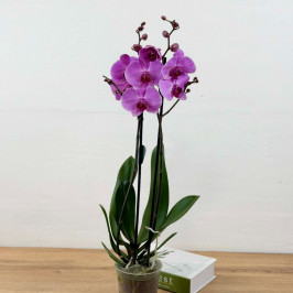 Орхидея Фаленопсис Пинк Тваилаит 2 ствола D:12см H:60см