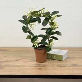 Стефанотис Флорибунда D:12см H:40см