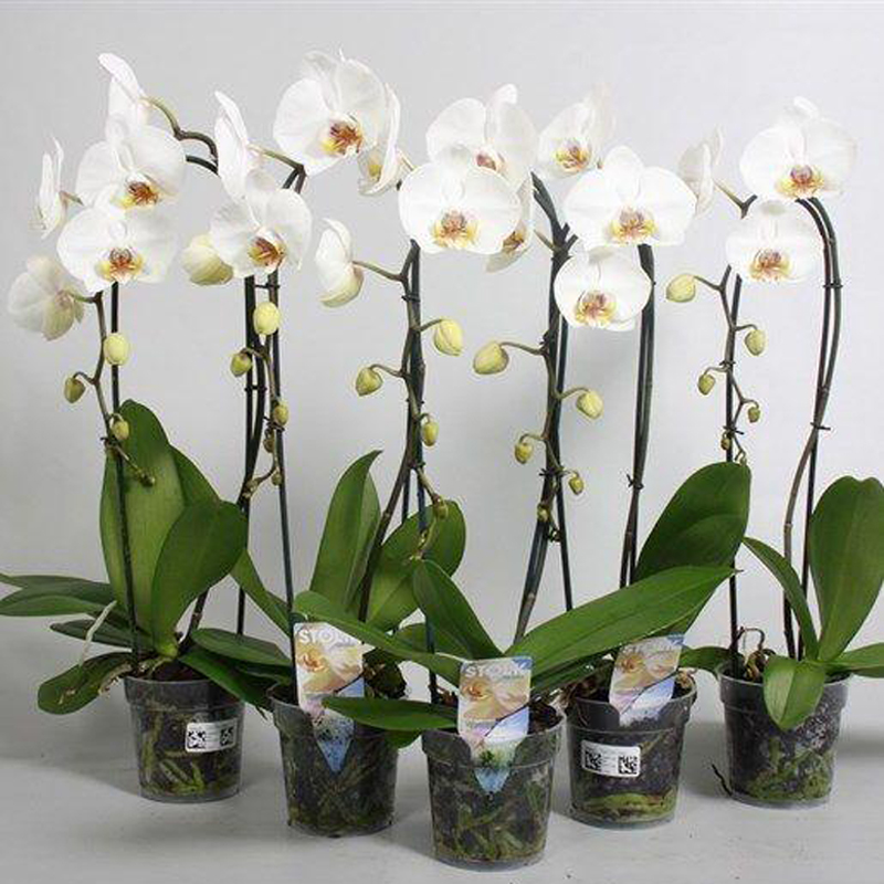 Орхидея Фаленопсис Белый Каскад 1 ствол