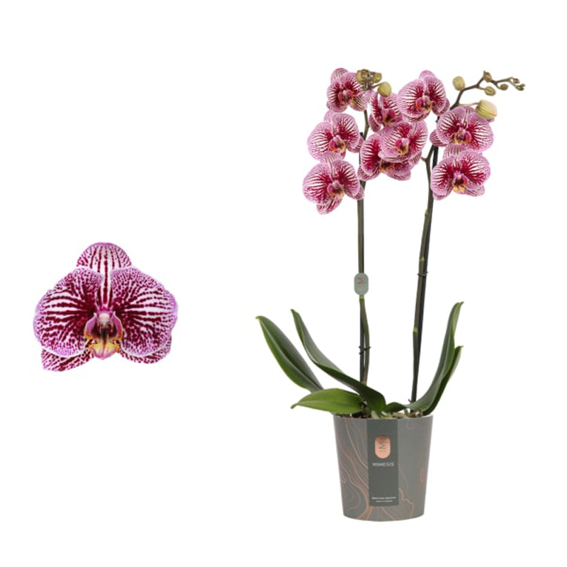 Орхидея Фаленопсис Блэк Страйпс 2 ствола 