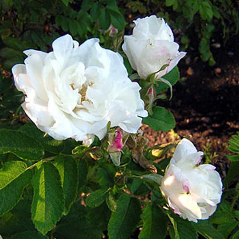 Роза парковая Мари Банье