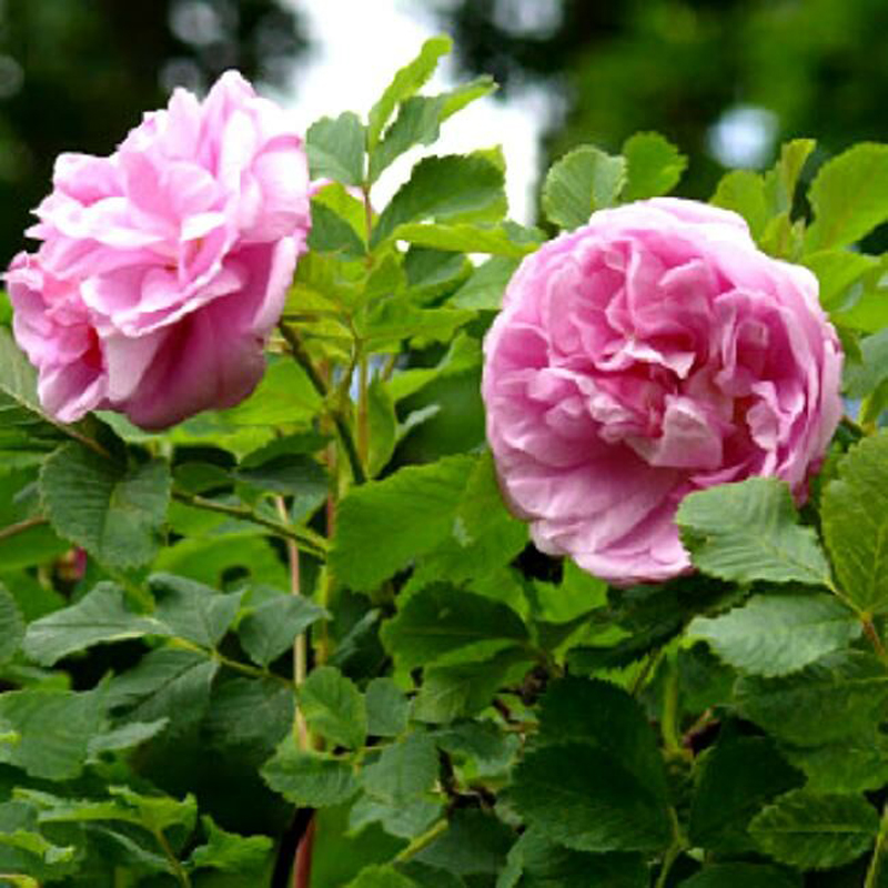 Роза парковая Свит Аделин