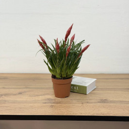 Вриезия Астрид D:12см H:40см