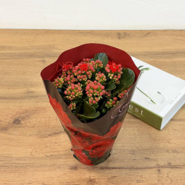 Каланхоэ Каландива микс D:12см H:25см