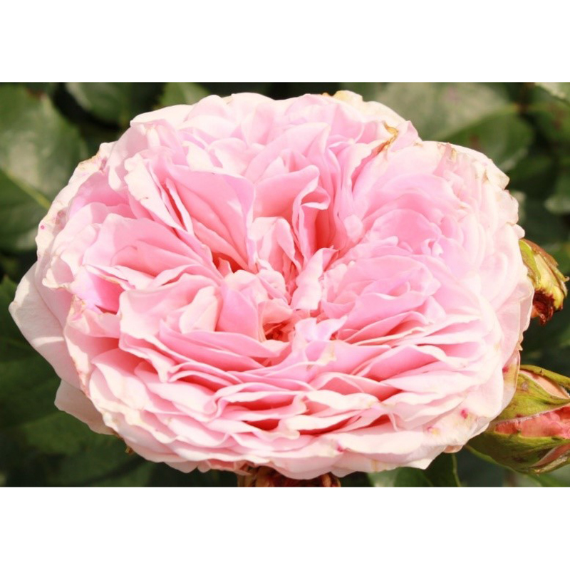 Роза чайно-гибридная Амороса