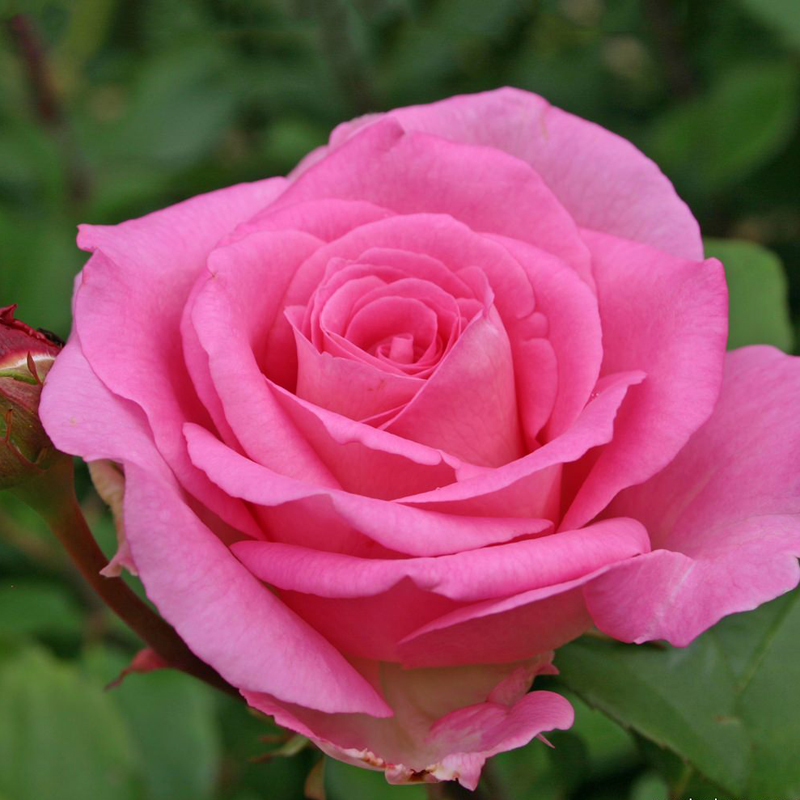 Роза чайно-гибридная Беверли
