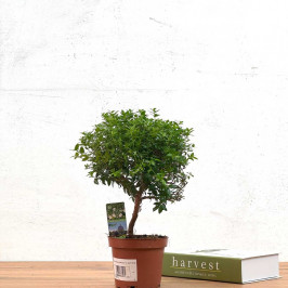 Мирт штамбовый D:12см H:30см